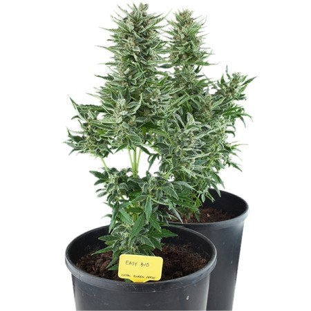 Easy Bud Automatic RQS
