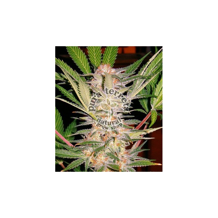 S.A.D Sweet Afgani Delicious Sweet seeds
