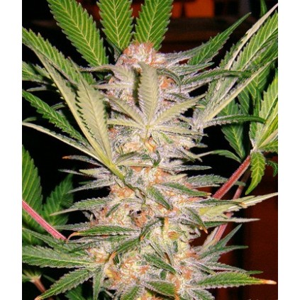S.A.D Sweet Afgani Delicious Sweet seeds
