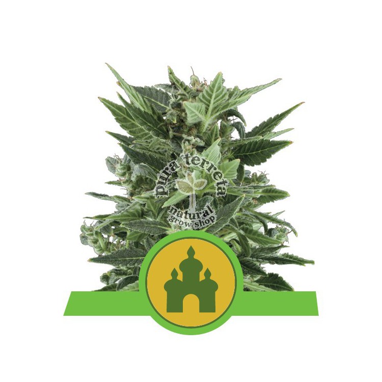 Royal Kush Automatic RQS