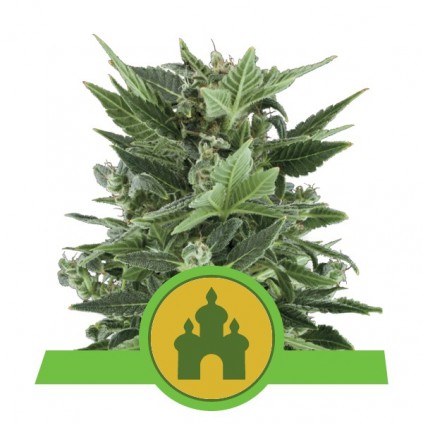 Royal Kush Automatic RQS