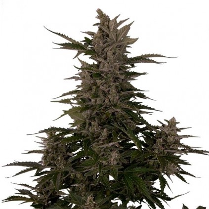 Royal Critical Automatic RQS