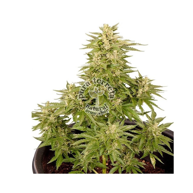 Royal Critical Automatic RQS