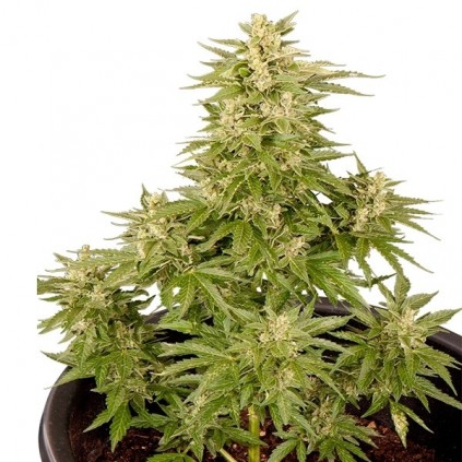 Royal Critical Automatic RQS