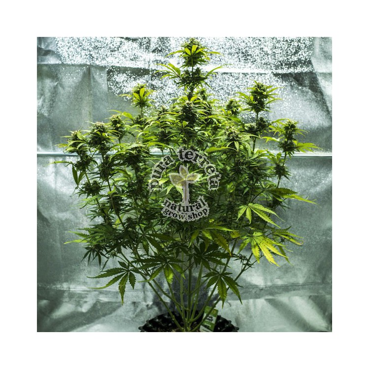 Royal Haze Automatic RQS