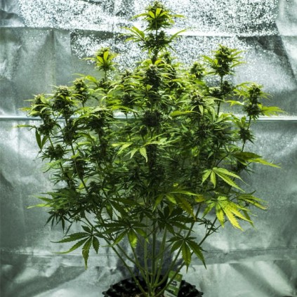 Royal Haze Automatic RQS