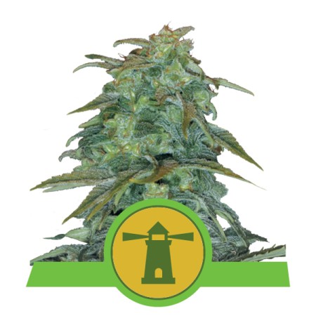 Royal Haze Automatic RQS