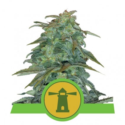 Royal Haze Automatic RQS