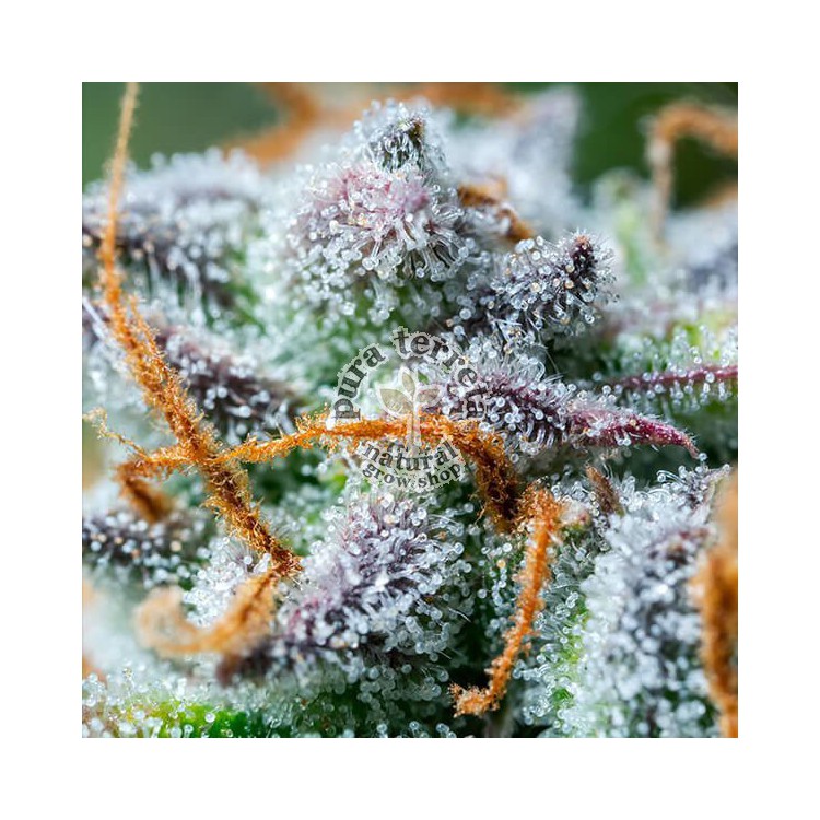 Northern Light Automatic RQS