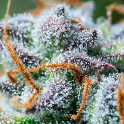 Northern Light Automatic RQS