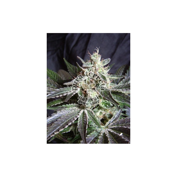 Black Jack Sweet seeds