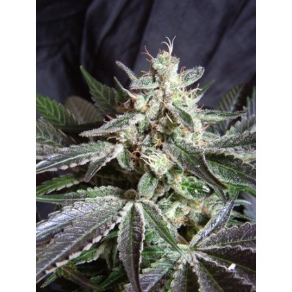 Black Jack Sweet seeds