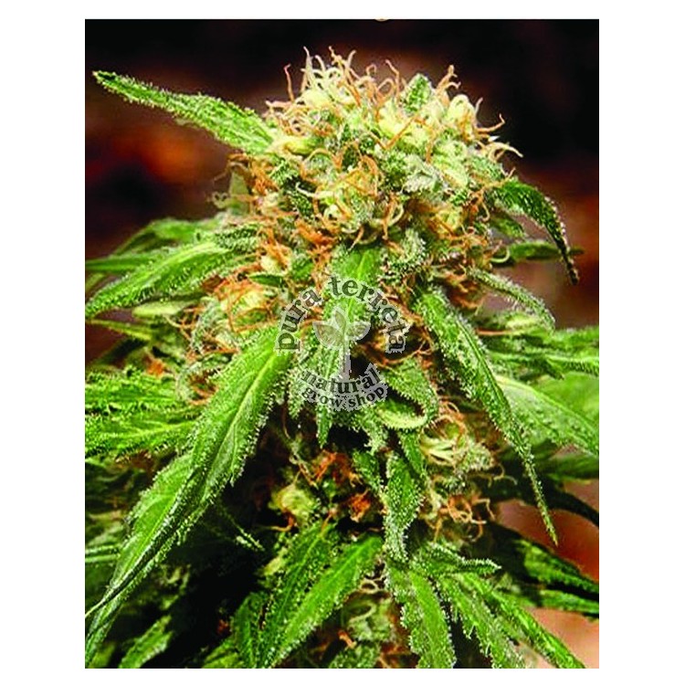 Sweet Tai Sweet seeds
