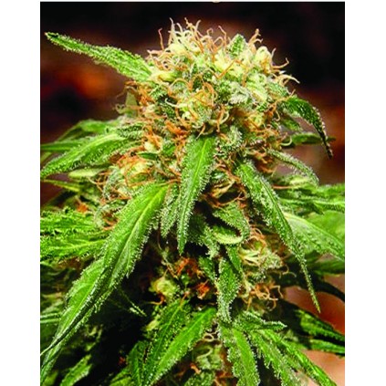 Sweet Tai Sweet seeds