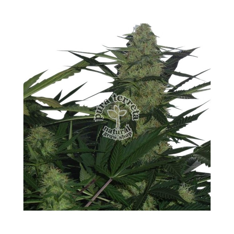 Royal Ak Automatic RQS
