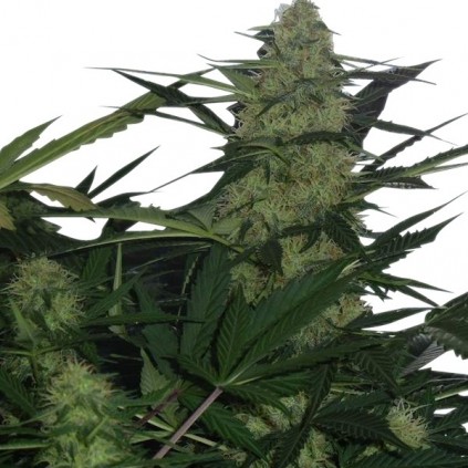 Royal Ak Automatic RQS