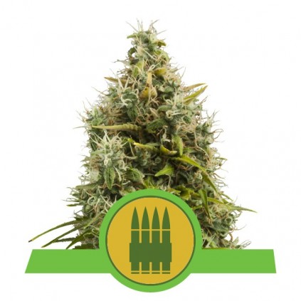 Royal Ak Automatic RQS