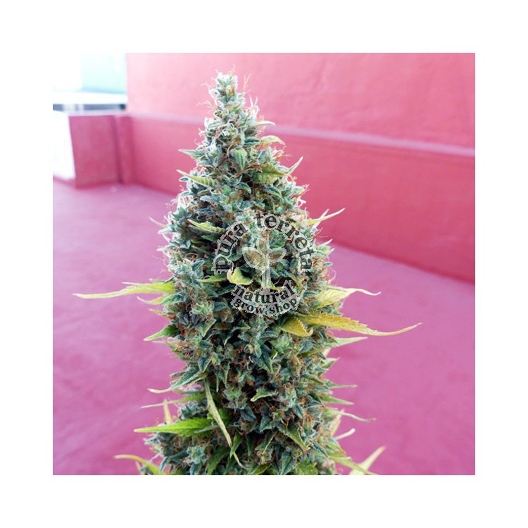 Royal Bluematic RQS