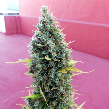Royal Bluematic RQS