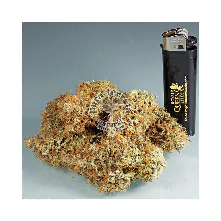 Amnesia Haze Automatic RQS