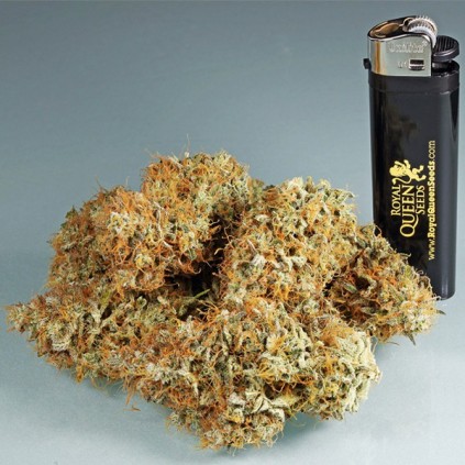 Amnesia Haze Automatic RQS