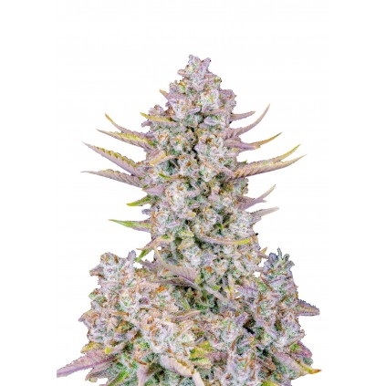 Purple Punch Auto 420 FastBuds