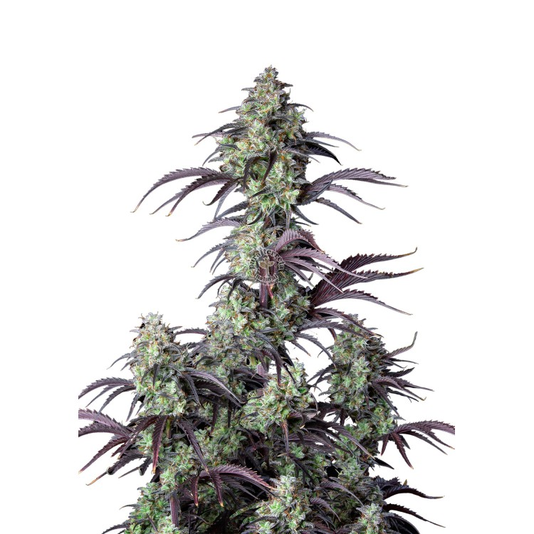 Mimosa Cake Auto 420 FastBuds