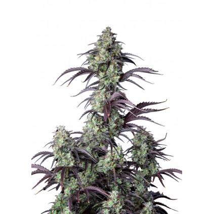 Mimosa Cake Auto 420 FastBuds