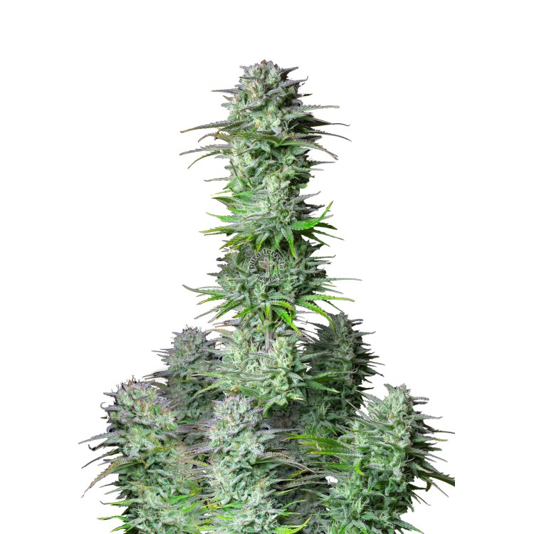 Kosher Cake Auto 420 FastBuds