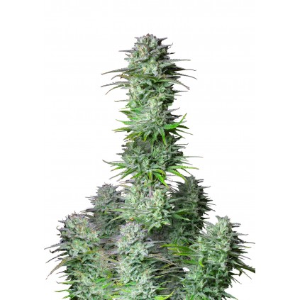 Kosher Cake Auto 420 FastBuds