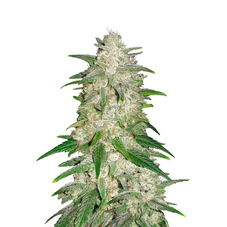 Gelato Auto 420 FastBuds
