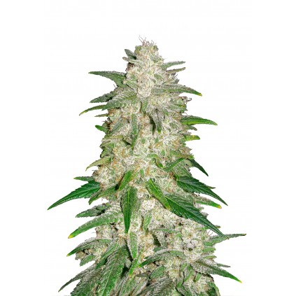 Gelato Auto 420 FastBuds