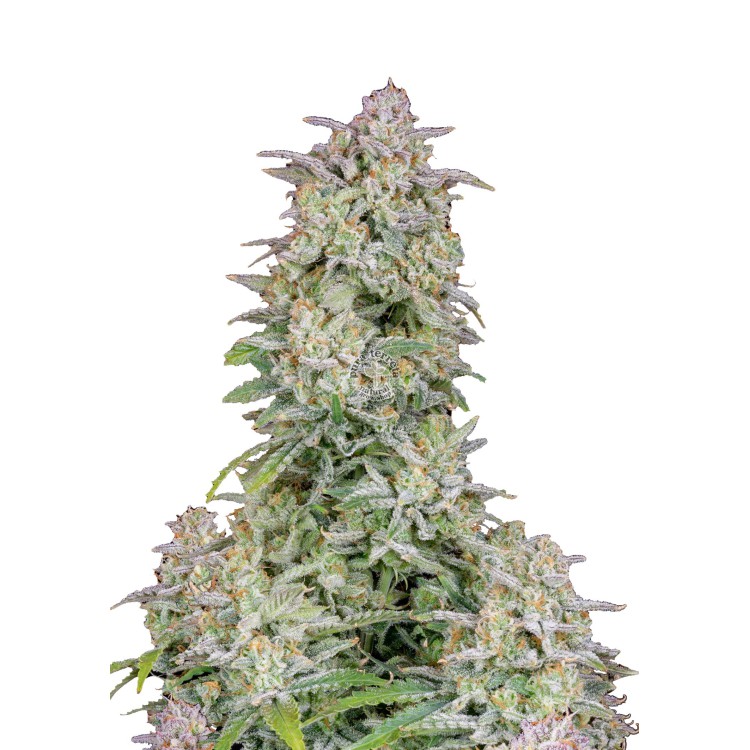 Forbidden Runtz Auto 420 FastBuds