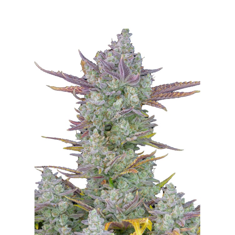 Gorilla Cookies Auto 420 FastBuds