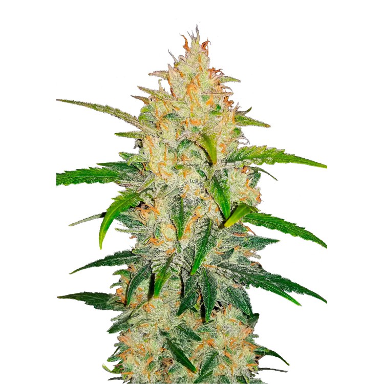 Zkittlez Auto 420 FastBuds