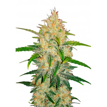 Zkittlez Auto 420 FastBuds