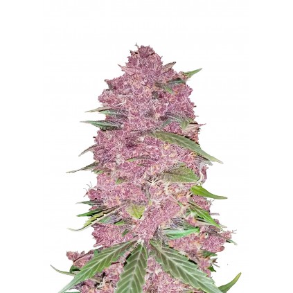 Purple Lemonade Auto 420 FastBuds