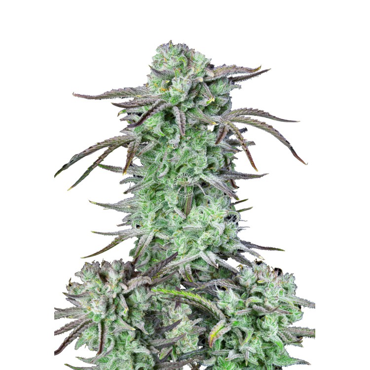 Strawberry Banana Auto 420 FastBuds