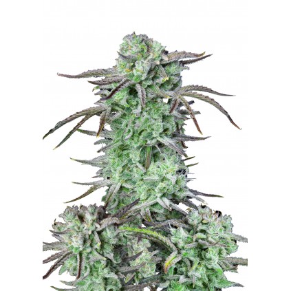 Strawberry Banana Auto 420 FastBuds