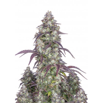 Lemon Pie Auto 420 FastBuds