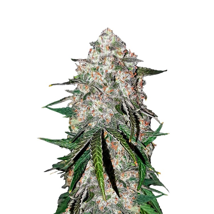 Smoothie Auto 420 FastBuds
