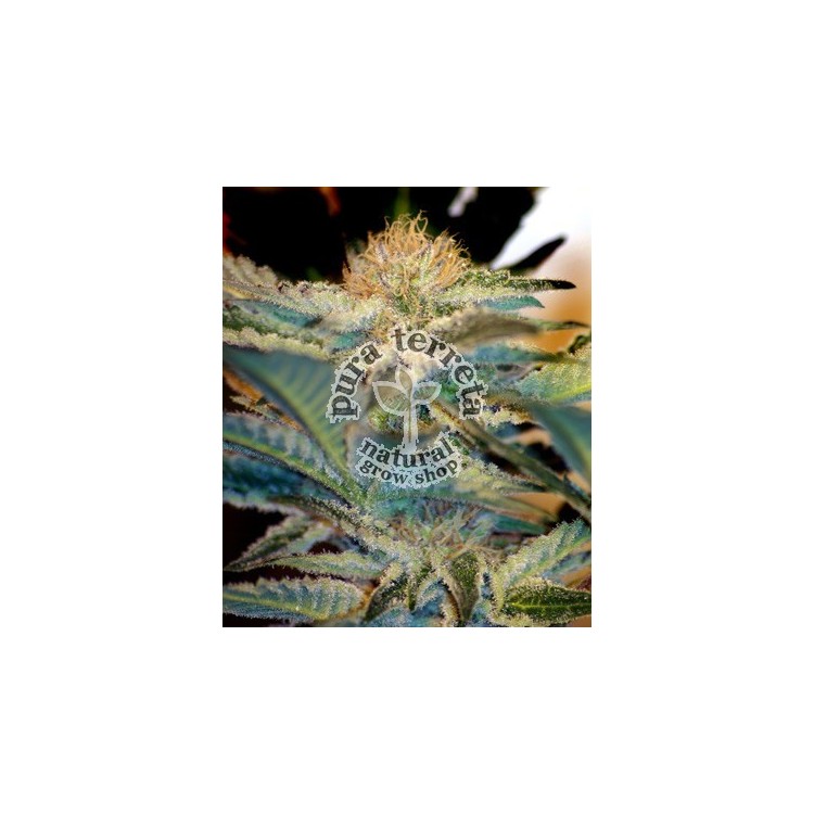 Mohan Ram Sweet seeds