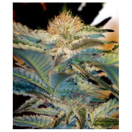 Mohan Ram Sweet seeds