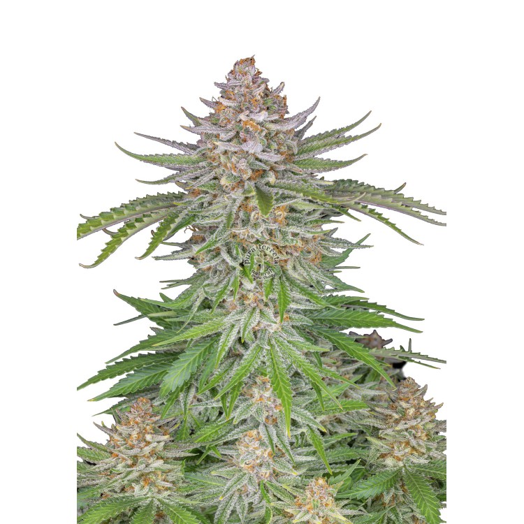 Strawberry Pie Auto 420 FastBuds