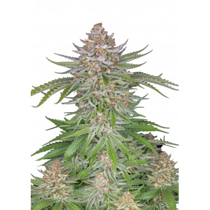 Strawberry Pie Auto 420 FastBuds
