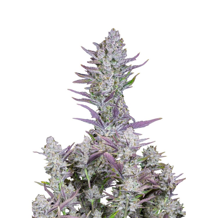 Weeding Glue Auto 420 FastBuds