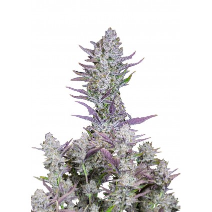 Weeding Glue Auto 420 FastBuds