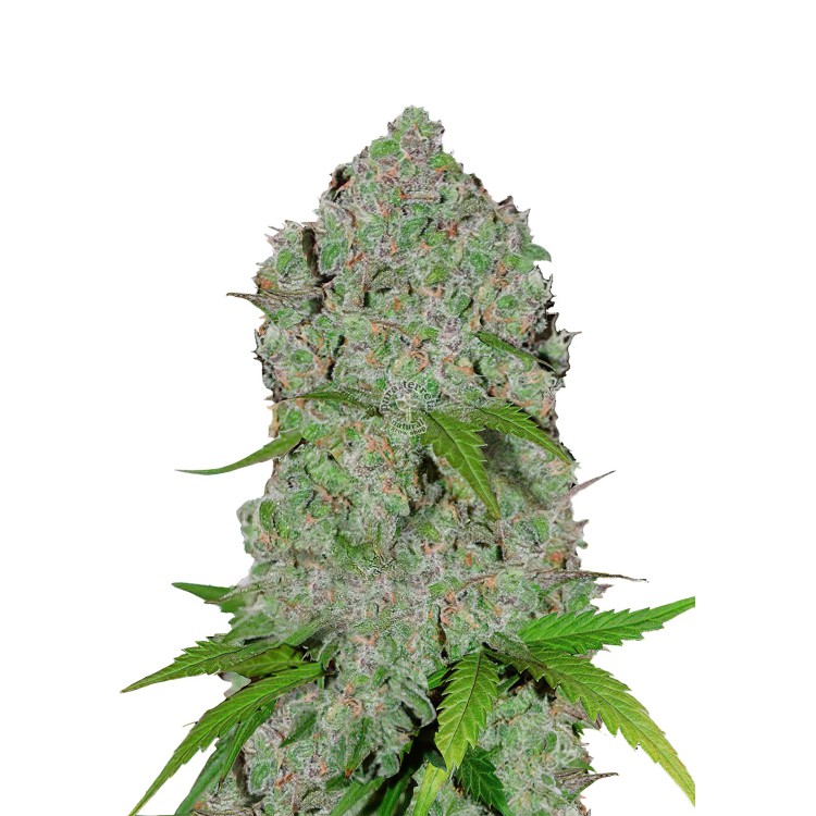 Orange Sherbet Auto 420 FastBuds