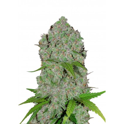 Orange Sherbet Auto 420 FastBuds