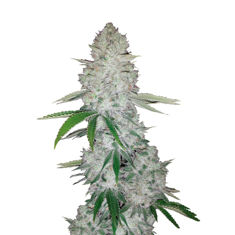 Glue Auto 420 FastBuds